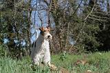 FOX TERRIER 095